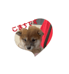 柴犬こまちゃむ2（個別スタンプ：4）