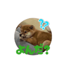 柴犬こまちゃむ2（個別スタンプ：5）