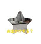 柴犬こまちゃむ2（個別スタンプ：6）