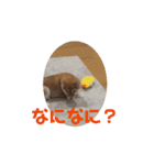 柴犬こまちゃむ2（個別スタンプ：7）