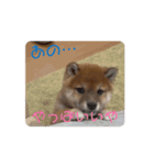 柴犬こまちゃむ2（個別スタンプ：8）