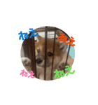 柴犬こまちゃむ2（個別スタンプ：9）