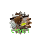 柴犬こまちゃむ2（個別スタンプ：10）