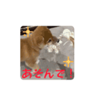 柴犬こまちゃむ2（個別スタンプ：11）