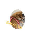 柴犬こまちゃむ2（個別スタンプ：12）