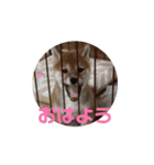 柴犬こまちゃむ2（個別スタンプ：13）