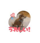柴犬こまちゃむ2（個別スタンプ：16）