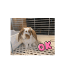 動くんです。うさぎのフッくん（個別スタンプ：3）