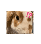 動くんです。うさぎのフッくん（個別スタンプ：7）