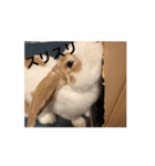 動くんです。うさぎのフッくん（個別スタンプ：8）