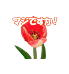 草花開花の会話スタンプ（個別スタンプ：7）