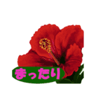 草花開花の会話スタンプ（個別スタンプ：10）