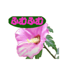 草花開花の会話スタンプ（個別スタンプ：14）