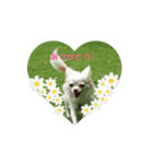 チワワの好き好きスタンプ クリーム（個別スタンプ：4）