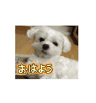マルチーズの心情（個別スタンプ：1）