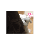 マルチーズの心情（個別スタンプ：4）