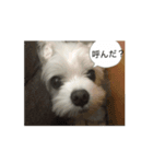 マルチーズの心情（個別スタンプ：7）