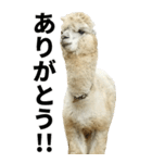 【BIG】アルパカの日常スタンプ（個別スタンプ：4）