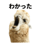 【BIG】アルパカの日常スタンプ（個別スタンプ：10）