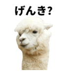 【BIG】アルパカの日常スタンプ（個別スタンプ：11）