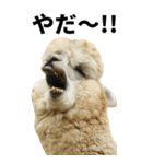 【BIG】アルパカの日常スタンプ（個別スタンプ：17）