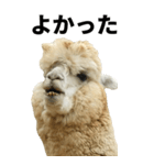 【BIG】アルパカの日常スタンプ（個別スタンプ：19）