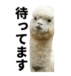 【BIG】アルパカの日常スタンプ（個別スタンプ：22）