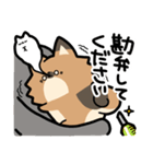 ぽんずぽんぽんポメラニアン（個別スタンプ：4）