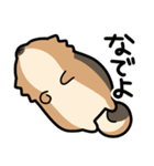 ぽんずぽんぽんポメラニアン（個別スタンプ：7）