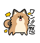 ぽんずぽんぽんポメラニアン（個別スタンプ：8）