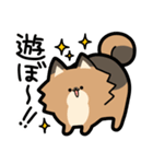 ぽんずぽんぽんポメラニアン（個別スタンプ：15）