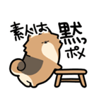 ぽんずぽんぽんポメラニアン（個別スタンプ：19）