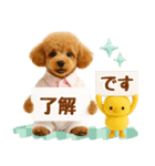 ラフな敬語の癒しトイプードル（個別スタンプ：1）
