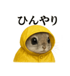【梅雨入り】雨の日のニホンモモンガの会話（個別スタンプ：1）
