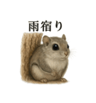 【梅雨入り】雨の日のニホンモモンガの会話（個別スタンプ：12）