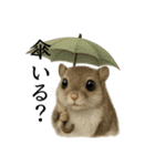 【梅雨入り】雨の日のニホンモモンガの会話（個別スタンプ：14）