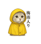 【梅雨入り】雨の白スコティッシュホールド（個別スタンプ：1）