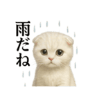 【梅雨入り】雨の白スコティッシュホールド（個別スタンプ：9）