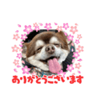 こてつスタンプnewver.（個別スタンプ：15）