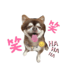 こてつスタンプnewver.（個別スタンプ：23）