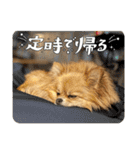 毎日ポテチに癒される【第5弾】（個別スタンプ：19）