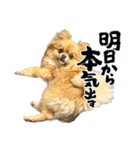 毎日ポテチに癒される【第5弾】（個別スタンプ：22）