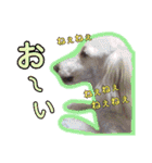 LSTAMP10（個別スタンプ：3）