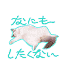 LSTAMP10（個別スタンプ：32）