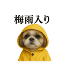 【梅雨入り】雨の日のシーズーの報告（個別スタンプ：1）