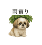 【梅雨入り】雨の日のシーズーの報告（個別スタンプ：4）