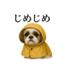 【梅雨入り】雨の日のシーズーの報告（個別スタンプ：9）