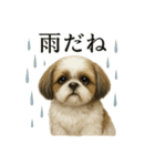 【梅雨入り】雨の日のシーズーの報告（個別スタンプ：11）