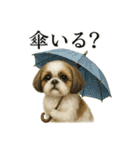 【梅雨入り】雨の日のシーズーの報告（個別スタンプ：12）