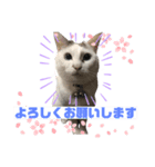 ツンデレたまの挨拶〜日常スタンプ（個別スタンプ：1）